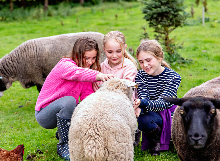 hawthorns farm